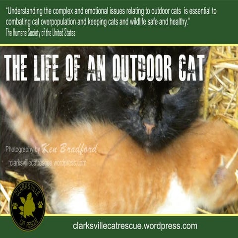 The Life of an Outdoor Cat