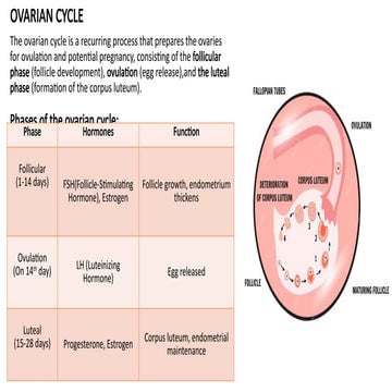 Oogenesis and associated notes to students..pptx