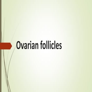Ovarian follicles