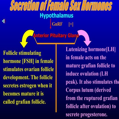 Ovarian hormones | PPT