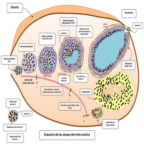 Ovario. Power point para segundo medio, biología