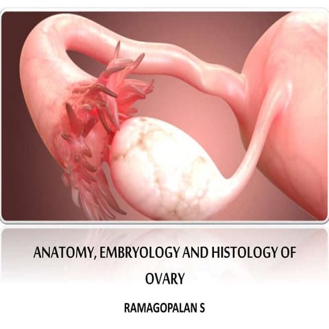 ovary - Anatomy, histology and embryological development of ovary