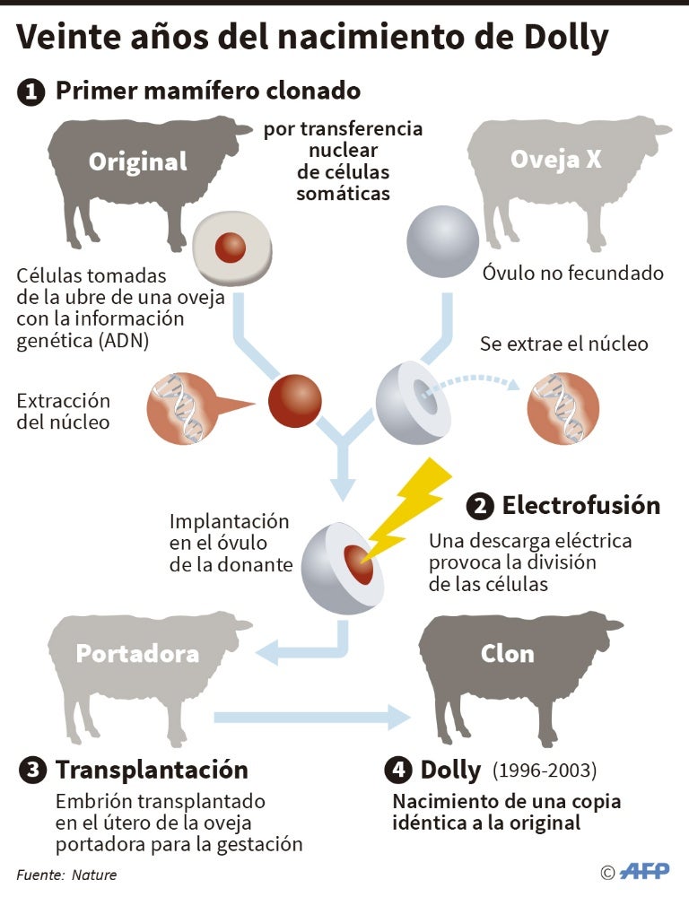 Veinte años del nacimiento de la oveja Dolly