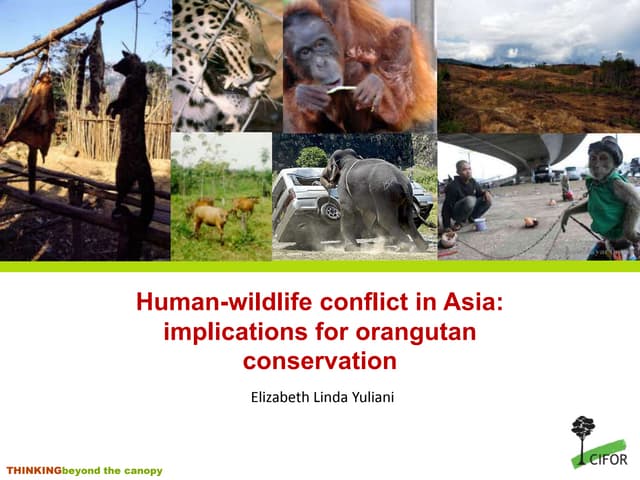 Human-wildlife conflict in Asia: implications for orangutan conservation