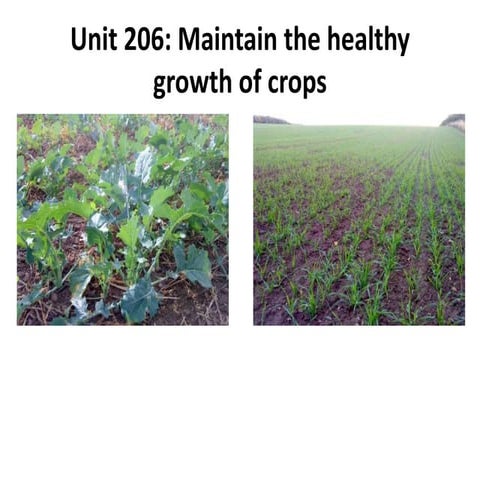 Overview of maintaining healthy growth of crops
