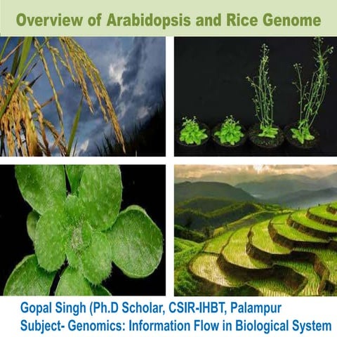 Overview on arabidopsis and rice genome