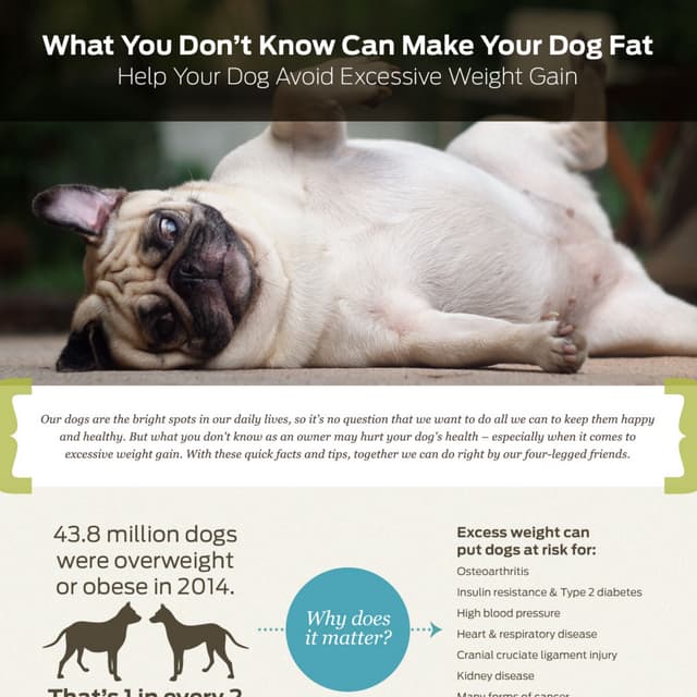 Are You Making Your Dog Fat?