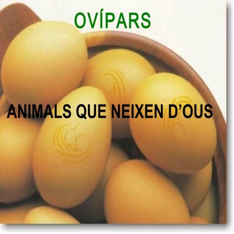 Animals Ovipars | PPT