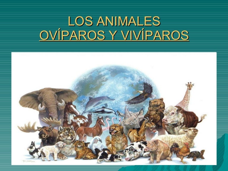 El Pulpo Es Mamifero O Ovíparo