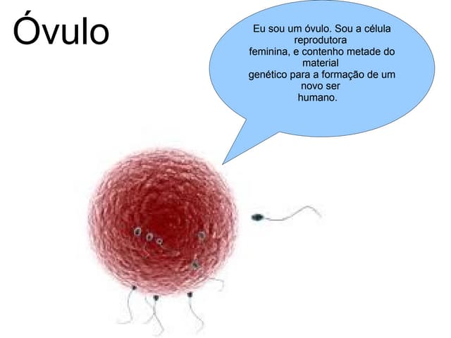 Estagios De Ovulo Humano Fertilizado Cientistas Criam Modelo De