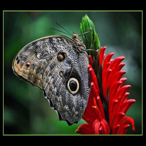 Owl butterfly. Mariposa búho