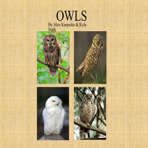 Owls Pp 1