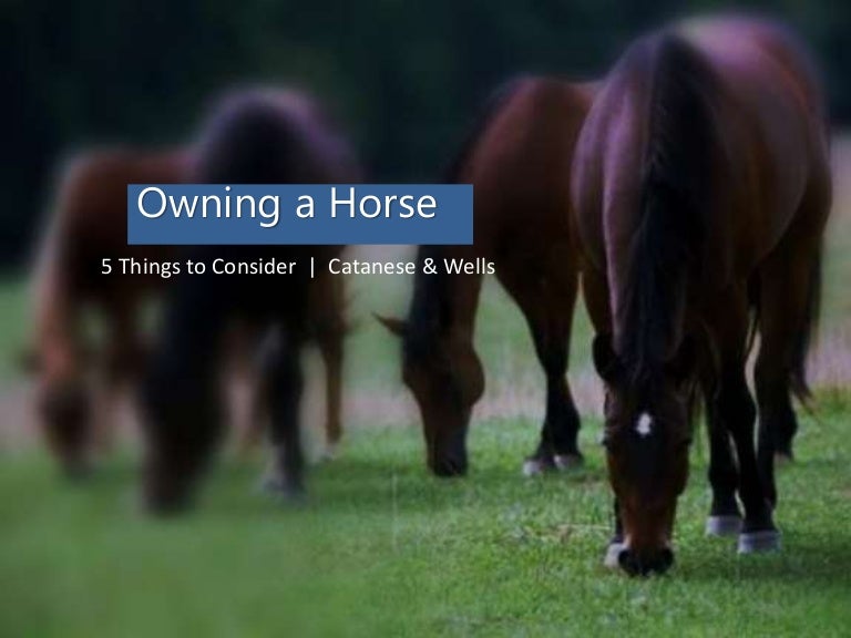 Owning a Horse 5 Things to Consider