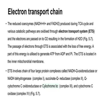 electron transport chain and oxidative phoshorylation.pptx