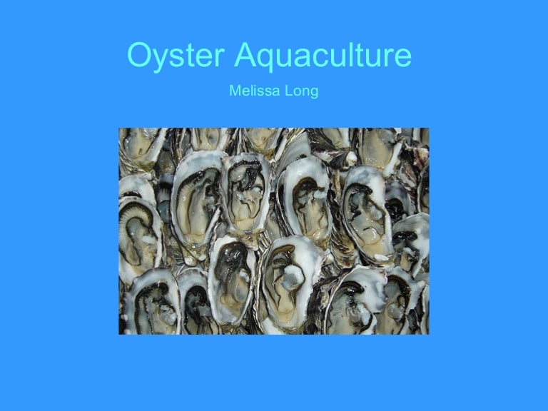 Oyster aquaculture