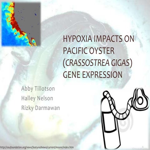 FISH441: Oyster Hypoxia and acclimation