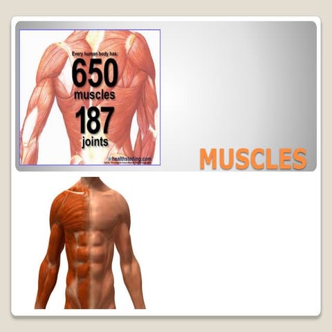 What are Muscles? | PPTX