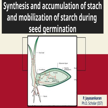 Synthesis and accumulation of starch and mobilization of starch during seed g...