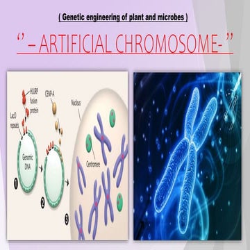  Artificial chromosome I Bacterial Artificial Chromosome I Yeast Artificial C...