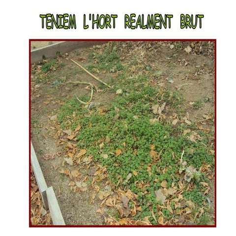 P 5 hem plantat enciams