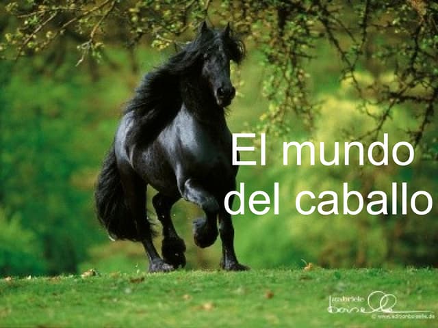 El mundo del caballo