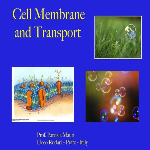 P.mauri membrane transport