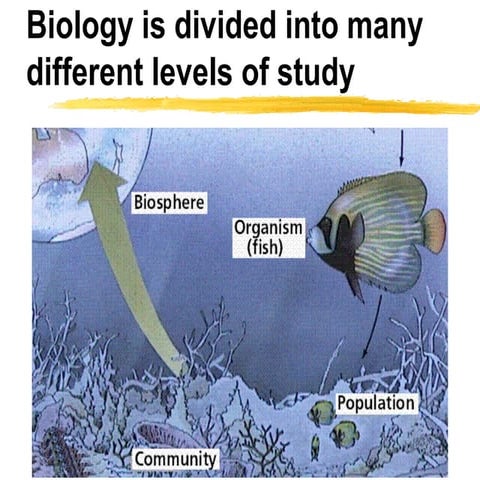 P.p. levels of organization #5