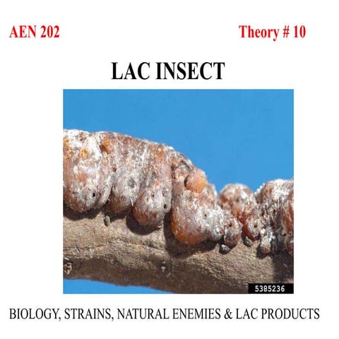 P 06 Lac Insect.ppt.oihgghhgyuyggitrtuiiigg | PPT