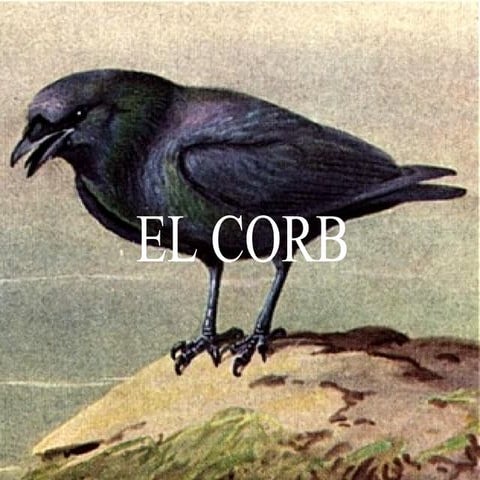 El corb | ODP
