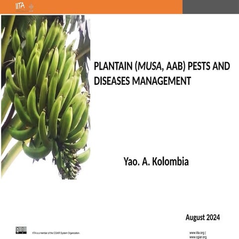 Plantain (Musa, Abb) Pests And Disease Management