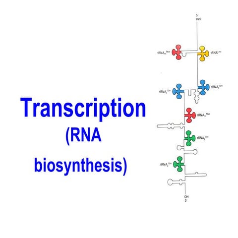 Biochemistry transcription (RNA biosynsthesis)