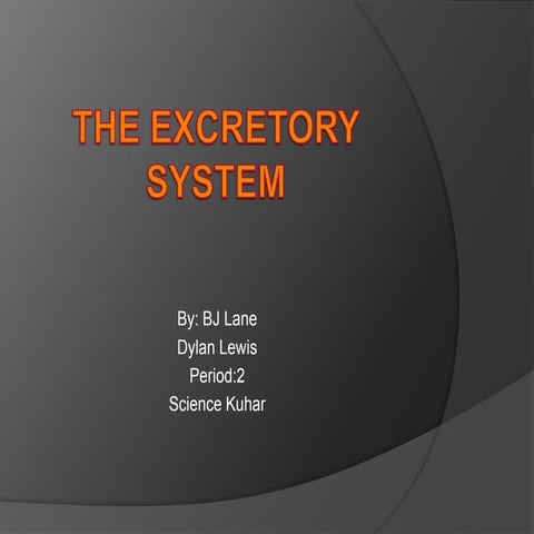 the excretory system