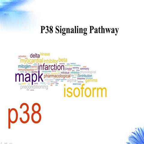 P38 signaling pathway creative diagnostics