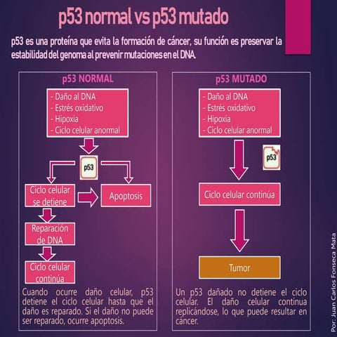 Mutaciones en p53: el guardián del genoma