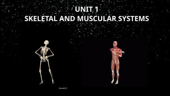 what joints are in a chicken wing