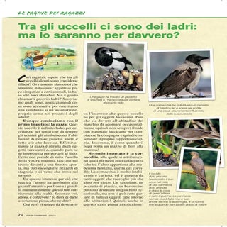 Tra gli uccelli ci sono dei ladri: ...