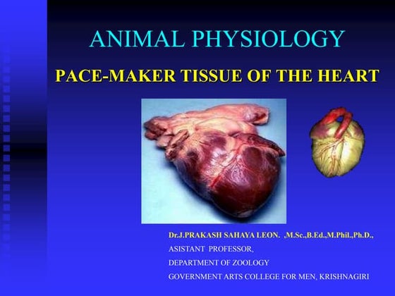Pace maker tissues of the heart | PPT | Heart and Cardiovascular ...