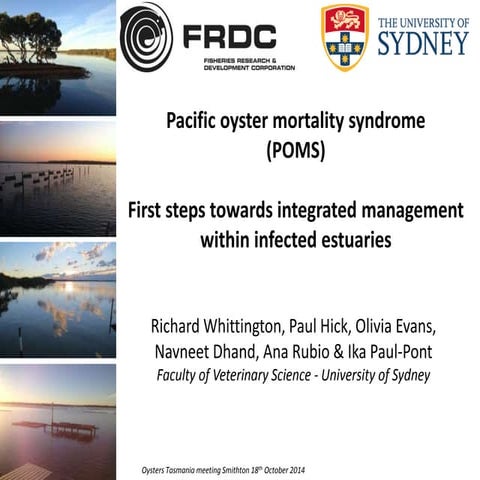 Pacific oyster mortality syndrome   richard whittington