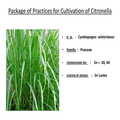 Package of practices for cultivation of citronella