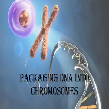 Packaging DNA into chromosome.pdf
