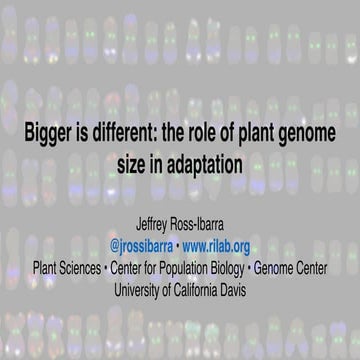 Adaptation in plant genomes: bigger is different