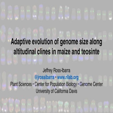 Parallel Altitudinal Clines Reveal Adaptive Evolution Of Genome Size In Zea mays
