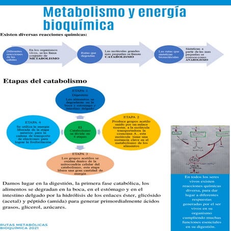 PROCESOS BIOLOGICOS | PDF