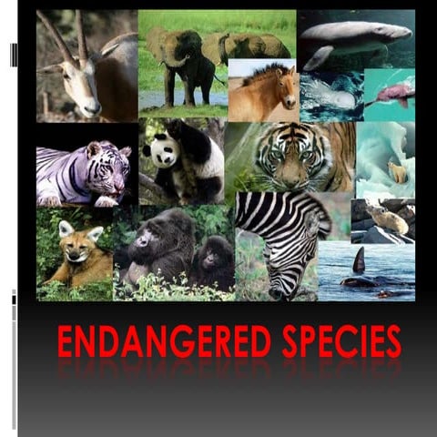 Endangered Species PowerPoint Presentation | PPTX