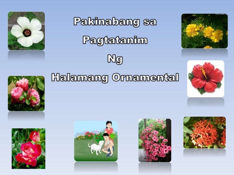 Pakinabang sa pagtatanim ng halamang ornamental plants