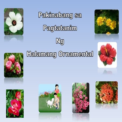Pakinabang sa pagtatanim ng halamang ornamental plants