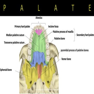 the palate - hard palate and soft palate | PPT