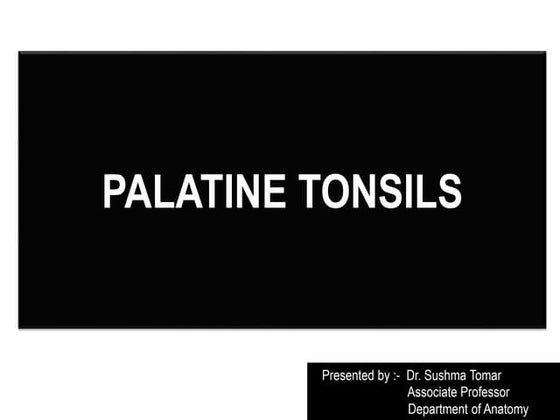 Anatomy Of Tonsil.......................... | PPT | Ear, Nose and ...