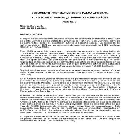 Palma paraiso 7 años