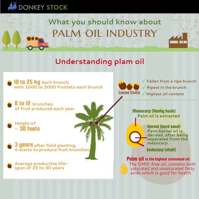 Palm Oil Facts PDF